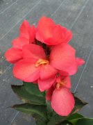 玫紅色